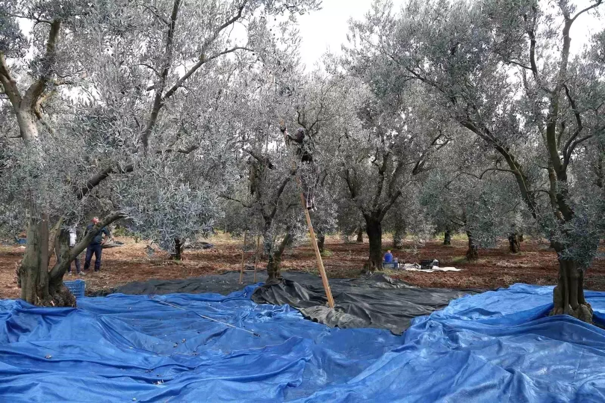 Zeytin Fiyatlarında Düşüş ve Üretici Tedirginliği